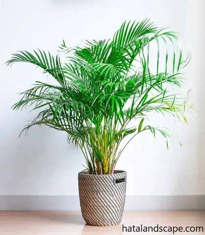 Hướng Dẫn Chi Tiết Cách Trồng Và Chăm Sóc Cây Cau Nhật Đạt Chuẩn Tại Nhà