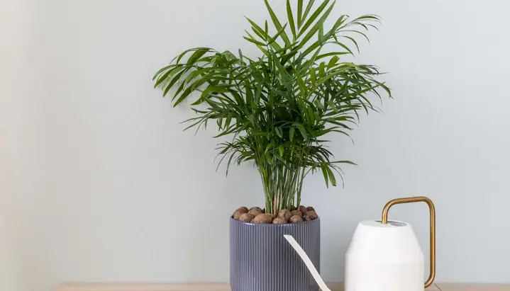 Hướng Dẫn Chi Tiết Cách Trồng Và Chăm Sóc Cây Cau Tiểu Trâm Đúng Cách