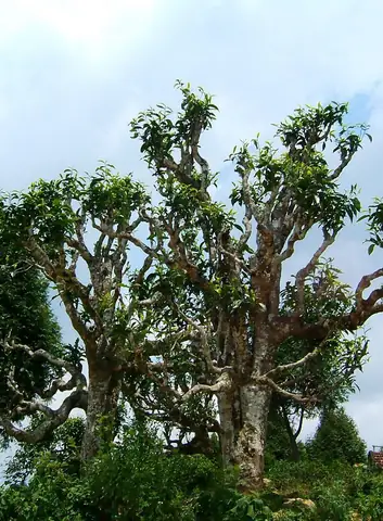 Hướng Dẫn Chi Tiết Cách Trồng Và Chăm Sóc Cây Chè Cổ Thụ Sống Khỏe Hướng Dẫn Chi Tiết Cách Trồng Và Chăm Sóc Cây Chè Cổ Thụ Sống Khỏe