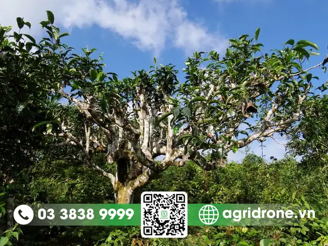 Hướng Dẫn Chi Tiết Cách Trồng Và Chăm Sóc Cây Chè Cổ Thụ Sống Khỏe Hướng Dẫn Chi Tiết Cách Trồng Và Chăm Sóc Cây Chè Cổ Thụ Sống Khỏe