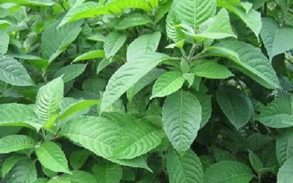 Hướng Dẫn Trồng Cây Chè Khổng Lồ: Kỹ Thuật, Chăm Sóc Và Lợi Ích Cho Chăn Nuôi Hướng Dẫn Trồng Cây Chè Khổng Lồ: Kỹ Thuật, Chăm Sóc Và Lợi Ích Cho Chăn Nuôi