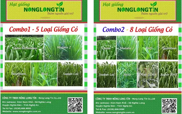 Hướng Dẫn Trồng Cây Chè Khổng Lồ: Kỹ Thuật, Chăm Sóc Và Lợi Ích Cho Chăn Nuôi Hướng Dẫn Trồng Cây Chè Khổng Lồ: Kỹ Thuật, Chăm Sóc Và Lợi Ích Cho Chăn Nuôi