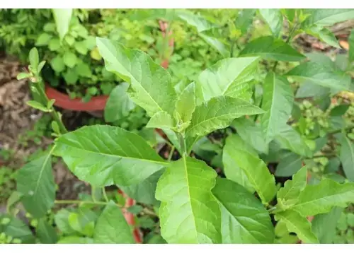 Hướng Dẫn Trồng Cây Chè Khổng Lồ: Kỹ Thuật, Chăm Sóc Và Lợi Ích Cho Chăn Nuôi Hướng Dẫn Trồng Cây Chè Khổng Lồ: Kỹ Thuật, Chăm Sóc Và Lợi Ích Cho Chăn Nuôi