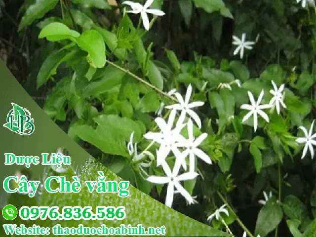 Hướng Dẫn Chi Tiết Cách Trồng Và Chăm Sóc Cây Chè Vằng Để Phát Triển Tốt