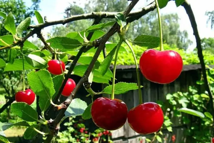 Cách Trồng Cây Cherry Tại Việt Nam: Hướng Dẫn Từ A-Z Cho Người Mới Bắt Đầu Cách Trồng Cây Cherry Tại Việt Nam: Hướng Dẫn Từ A-Z Cho Người Mới Bắt Đầu
