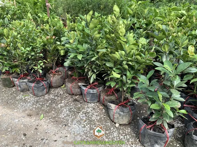 Cách Trồng Cây Cherry Tại Việt Nam: Hướng Dẫn Từ A-Z Cho Người Mới Bắt Đầu Cách Trồng Cây Cherry Tại Việt Nam: Hướng Dẫn Từ A-Z Cho Người Mới Bắt Đầu