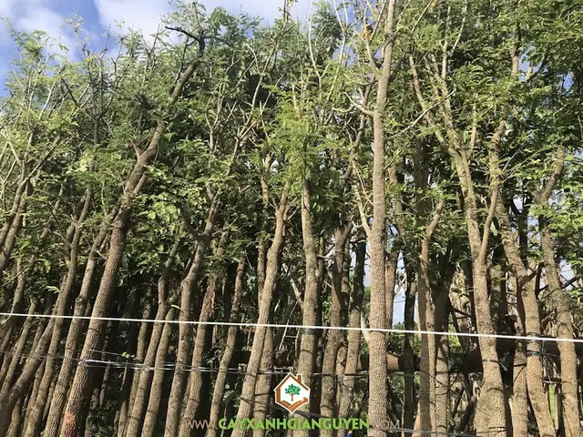 Cách Trồng Cây Chua Me Đất Dễ Dàng: Hướng Dẫn Chi Tiết Từ A-Z Cách Trồng Cây Chua Me Đất Dễ Dàng: Hướng Dẫn Chi Tiết Từ A-Z