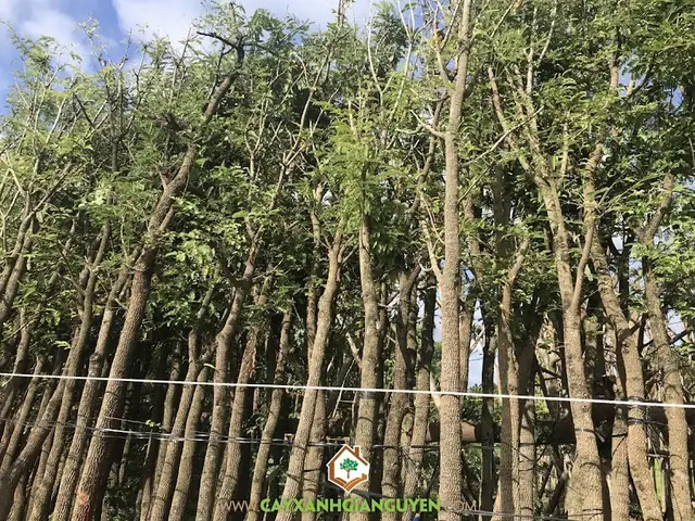 Cách Trồng Cây Chua Me Đất Dễ Dàng: Hướng Dẫn Chi Tiết Từ A-Z Cách Trồng Cây Chua Me Đất Dễ Dàng: Hướng Dẫn Chi Tiết Từ A-Z