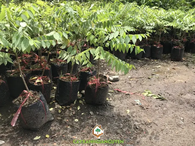 Cách Trồng Cây Chùm Ruột: Hướng Dẫn Chi Tiết Từ A-Z Cho Năng Suất Cao Cách Trồng Cây Chùm Ruột: Hướng Dẫn Chi Tiết Từ A-Z Cho Năng Suất Cao