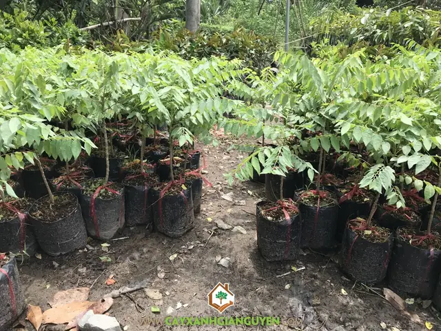 Cách Trồng Cây Chùm Ruột: Hướng Dẫn Chi Tiết Từ A-Z Cho Năng Suất Cao Cách Trồng Cây Chùm Ruột: Hướng Dẫn Chi Tiết Từ A-Z Cho Năng Suất Cao