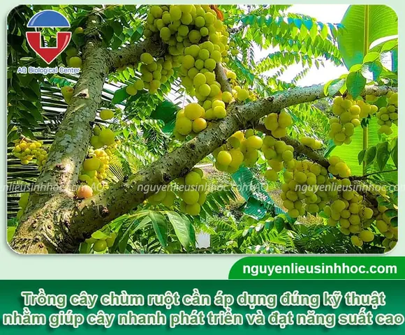 Cách Trồng Cây Chùm Ruột: Hướng Dẫn Chi Tiết Từ A-Z Cho Năng Suất Cao Cách Trồng Cây Chùm Ruột: Hướng Dẫn Chi Tiết Từ A-Z Cho Năng Suất Cao