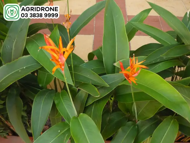 Cây Chuối Mỏ Két: Hướng Dẫn Trồng, Chăm Sóc & Ý Nghĩa Toàn Diện Cây Chuối Mỏ Két: Hướng Dẫn Trồng, Chăm Sóc & Ý Nghĩa Toàn Diện