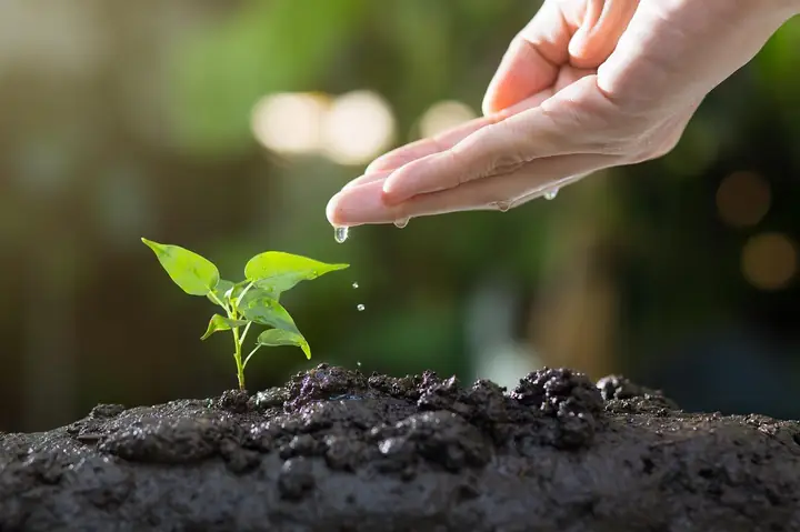 Cách Trồng Cây Chuỗi Ngọc Làm Hàng Rào Đẹp Và Mướt Nhanh Chóng