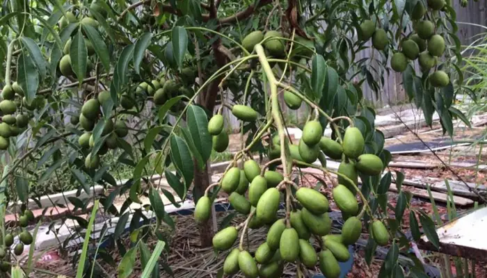 Hướng Dẫn Chi Tiết Cách Trồng Cây Cóc Tại Nhà Ra Trái Sum Suê
