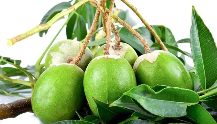 Hướng Dẫn Chi Tiết Cách Trồng Cây Cóc Tại Nhà Ra Trái Sum Suê