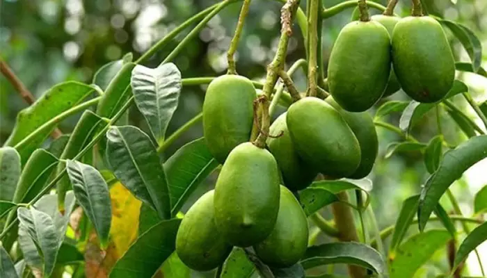 Hướng Dẫn Chi Tiết Cách Trồng Cây Cóc Tại Nhà Ra Trái Sum Suê