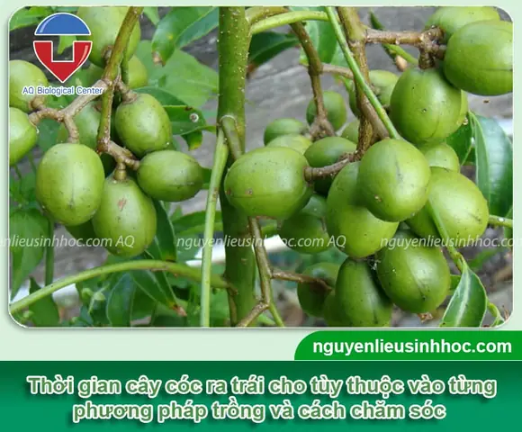 Cách Trồng Cây Cóc Ta Đơn Giản Tại Nhà Để Sai Quả