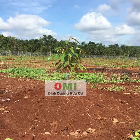 Hướng Dẫn Chi Tiết Cách Trồng Cây Con Khỏe Mạnh Từ A-Z Hướng Dẫn Chi Tiết Cách Trồng Cây Con Khỏe Mạnh Từ A-Z