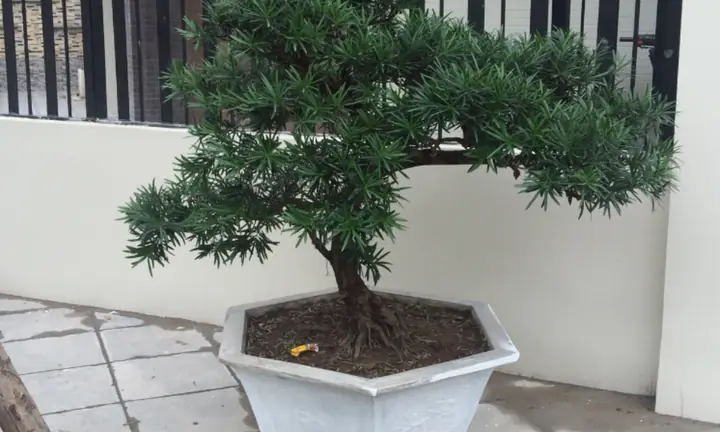 Cách Trồng Cây Công Trình Chuẩn Kỹ Thuật: Hướng Dẫn Chi Tiết Từ A-Z