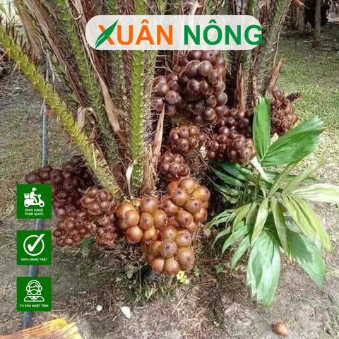 Hướng Dẫn Chi Tiết Cách Trồng Và Chăm Sóc Cây Da Rắn (salak Indo) Đạt Năng Suất Tối Ưu Hướng Dẫn Chi Tiết Cách Trồng Và Chăm Sóc Cây Da Rắn (salak Indo) Đạt Năng Suất Tối Ưu