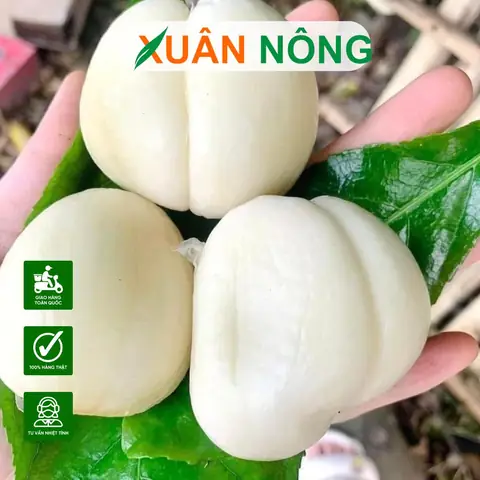 Hướng Dẫn Chi Tiết Cách Trồng Và Chăm Sóc Cây Da Rắn (salak Indo) Đạt Năng Suất Tối Ưu Hướng Dẫn Chi Tiết Cách Trồng Và Chăm Sóc Cây Da Rắn (salak Indo) Đạt Năng Suất Tối Ưu