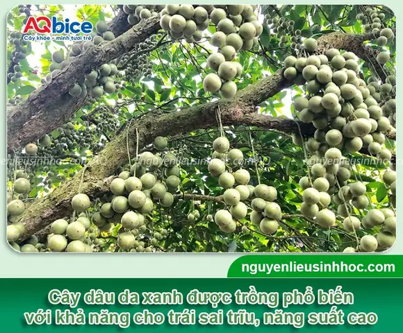 Hướng Dẫn Chi Tiết Cách Trồng Cây Dâu Da Xanh Đạt Năng Suất Cao