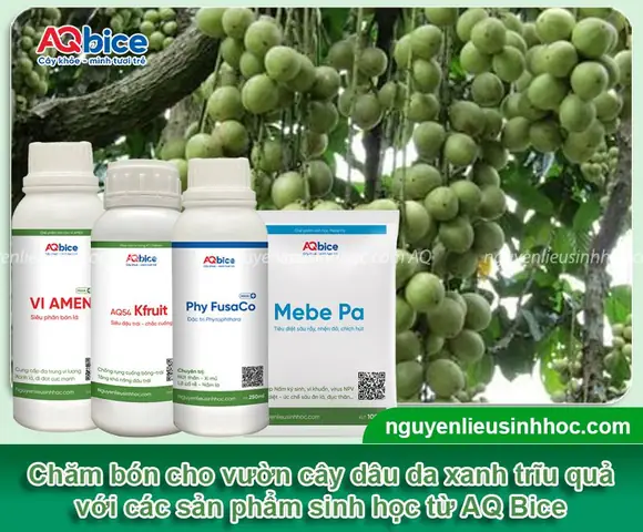 Hướng Dẫn Chi Tiết Cách Trồng Cây Dâu Da Xanh Đạt Năng Suất Cao