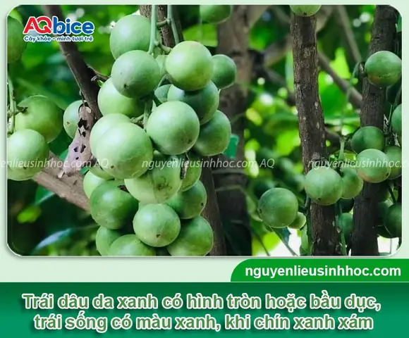 Hướng Dẫn Chi Tiết Cách Trồng Cây Dâu Da Xanh Đạt Năng Suất Cao