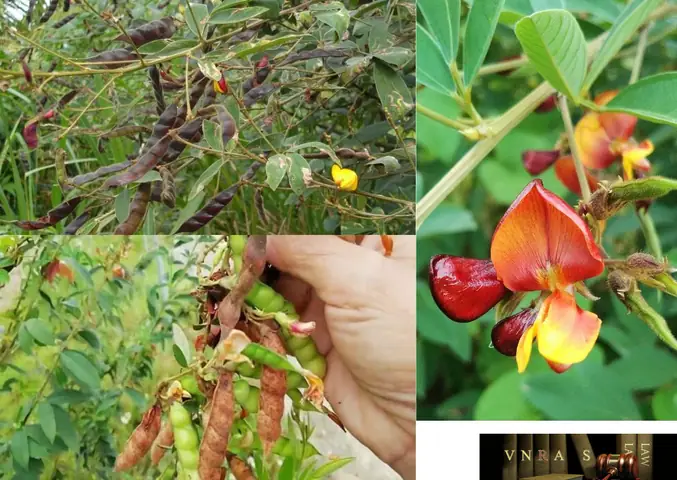 Hướng Dẫn Chi Tiết Cách Trồng Cây Đậu Săng: Từ A-Z Cho Người Mới Bắt Đầu