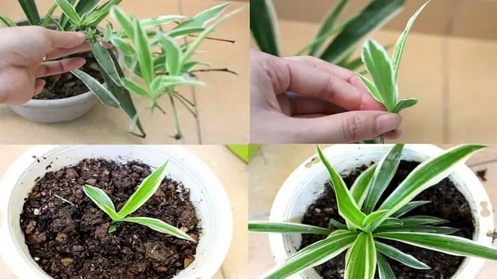 Hướng Dẫn Trồng Cây Dây Nhện Thủy Sinh Chi Tiết Tại Nhà