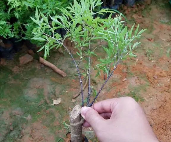 Cách Trồng Cây Đinh Lăng Đạt Năng Suất Cao, Đúng Kỹ Thuật Tại Nhà