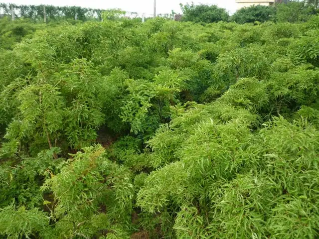 Cách Trồng Cây Đinh Lăng Đạt Năng Suất Cao, Đúng Kỹ Thuật Tại Nhà
