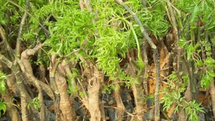 Cách Trồng Cây Đinh Lăng Từ Hạt Và Cành Cho Người Mới