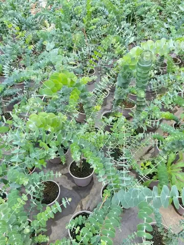 Cách Trồng Và Chăm Sóc Cây Đô La Bạc "hái Ra Tiền" Đúng Cách Tại Nhà Cách Trồng Và Chăm Sóc Cây Đô La Bạc "hái Ra Tiền" Đúng Cách Tại Nhà