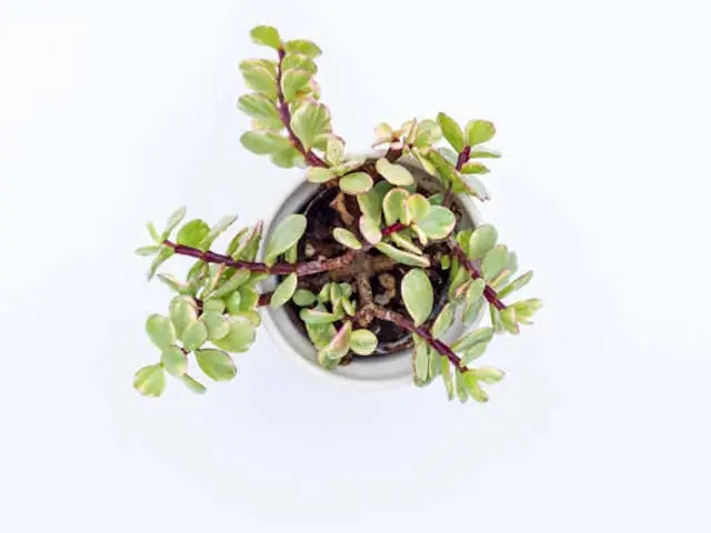 Cách Trồng Sen Đá Đô La Trắng Tại Nhà Và Giữ Màu Đẹp