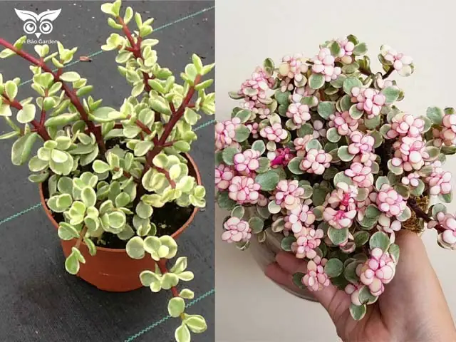 Cách Trồng Sen Đá Đô La Trắng Tại Nhà Và Giữ Màu Đẹp