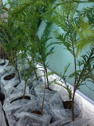 Hướng Dẫn Cách Trồng Và Chăm Sóc Cây Đỏ Tím Thiện Nữ Chi Tiết Nhất