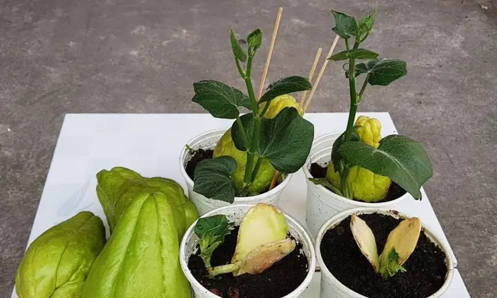 Hướng Dẫn Trồng Cây Đơn Giản, Đúng Kỹ Thuật Cho Người Mới Bắt Đầu Hướng Dẫn Trồng Cây Đơn Giản, Đúng Kỹ Thuật Cho Người Mới Bắt Đầu
