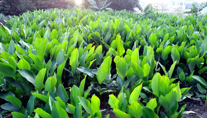 Cách Trồng Cây Dong: Hướng Dẫn Chi Tiết Từ A-Z Cho Người Mới Bắt Đầu