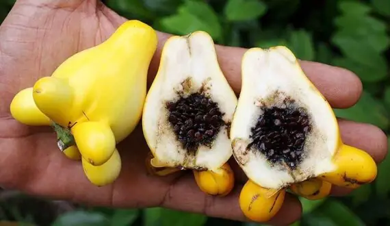 Cách Trồng Và Chăm Sóc Cây Dư (đu Đủ) Cho Năng Suất Cao Cách Trồng Và Chăm Sóc Cây Dư (đu Đủ) Cho Năng Suất Cao