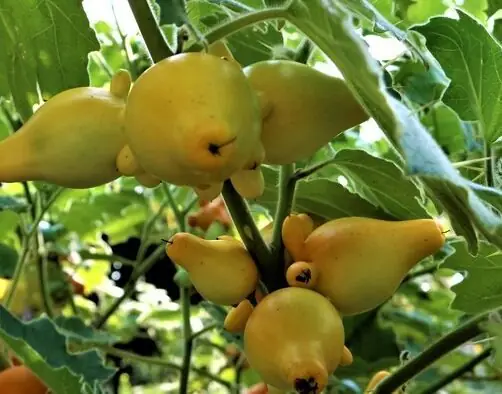 Cách Trồng Và Chăm Sóc Cây Dư (đu Đủ) Cho Năng Suất Cao Cách Trồng Và Chăm Sóc Cây Dư (đu Đủ) Cho Năng Suất Cao