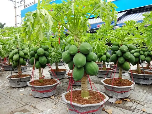 Cách Trồng Cây Đu Đủ Trong Chậu Đơn Giản, Sai Trĩu Quả Tại Nhà Cách Trồng Cây Đu Đủ Trong Chậu Đơn Giản, Sai Trĩu Quả Tại Nhà