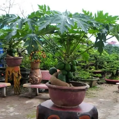 Cách Trồng Cây Đu Đủ Trong Chậu Đơn Giản, Sai Trĩu Quả Tại Nhà Cách Trồng Cây Đu Đủ Trong Chậu Đơn Giản, Sai Trĩu Quả Tại Nhà