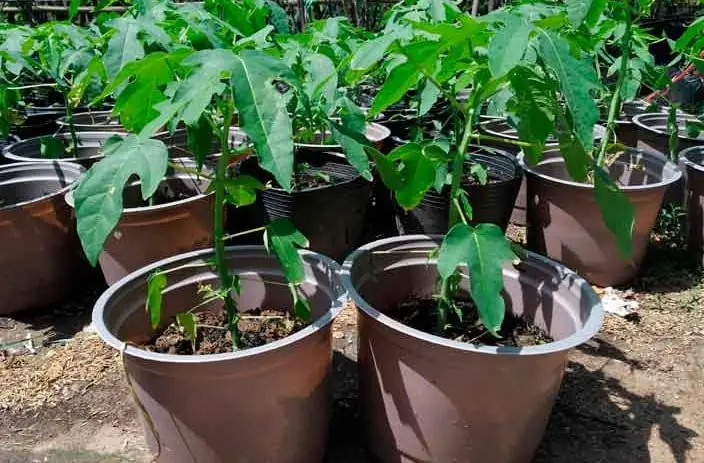 Cách Trồng Cây Đu Đủ Trong Chậu Đơn Giản, Sai Trĩu Quả Tại Nhà Cách Trồng Cây Đu Đủ Trong Chậu Đơn Giản, Sai Trĩu Quả Tại Nhà