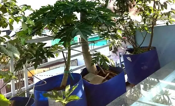Cách Trồng Cây Đu Đủ Trong Chậu Đơn Giản, Sai Trĩu Quả Tại Nhà Cách Trồng Cây Đu Đủ Trong Chậu Đơn Giản, Sai Trĩu Quả Tại Nhà