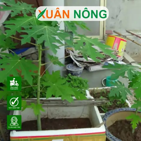 Cách Trồng Cây Đu Đủ Trong Thùng Xốp Sai Quả, Năng Suất Cao Tại Nhà Cách Trồng Cây Đu Đủ Trong Thùng Xốp Sai Quả, Năng Suất Cao Tại Nhà
