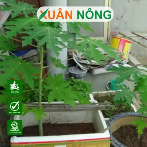 Cách Trồng Cây Đu Đủ Trong Thùng Xốp Sai Quả, Năng Suất Cao Tại Nhà Cách Trồng Cây Đu Đủ Trong Thùng Xốp Sai Quả, Năng Suất Cao Tại Nhà