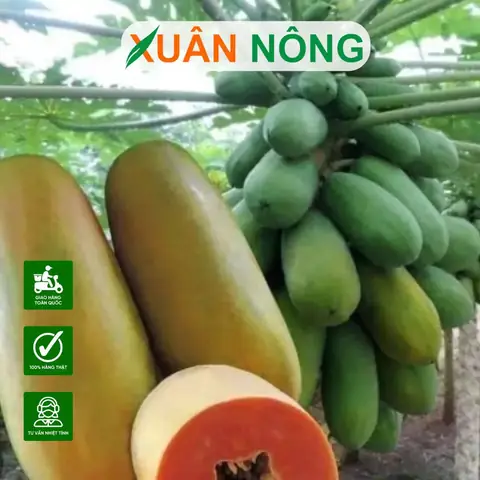 Cách Trồng Cây Đu Đủ Trong Thùng Xốp Sai Quả, Năng Suất Cao Tại Nhà Cách Trồng Cây Đu Đủ Trong Thùng Xốp Sai Quả, Năng Suất Cao Tại Nhà