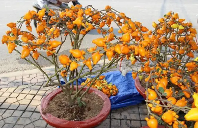 Hướng Dẫn Chi Tiết Cách Trồng Cây Dư Thừa Để Chưng Tết & Làm Cảnh