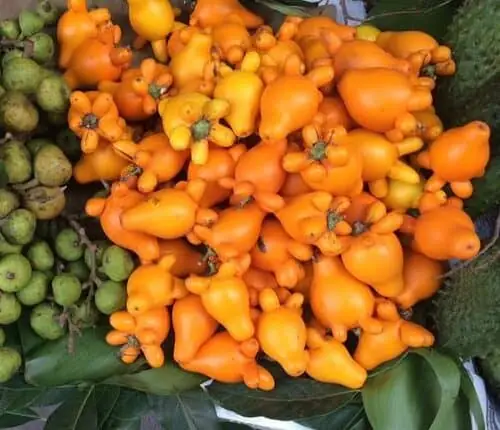 Hướng Dẫn Chi Tiết Cách Trồng Cây Dư Thừa Để Chưng Tết & Làm Cảnh